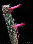 Cleistocactus candelilla ssp piraymiriensis Fred Carlier ex PR  (20-30 graines-sees, aussi par 100/1000) uncommon